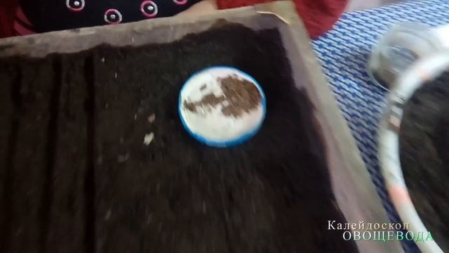 Сальвия – ранний посев