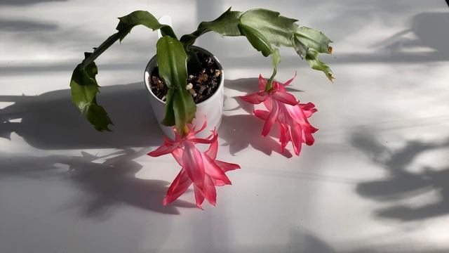 Schlumbergera hybrid - ‘Chiba Princess’ смотреть онлайн