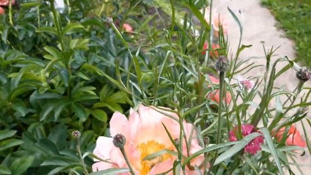 КОРАЛОВИЙ ПІОН 2022 рік. КОРАЛ ШАРМ 2022 рік CORAL PEONY 2022. CORAL CHARM 2022. смотреть онлайн