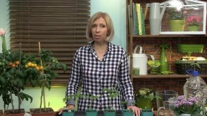 Секреты выращивания рассады томатов. Дневник Дачника Марины Рыкалиной