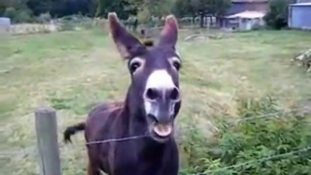 ишак певец смотреть онлайн