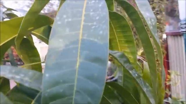 How To Prune A Mango Tree: Training and Pruning In Young, Mature & Old Overgrown Mango Trees смотреть онлайн