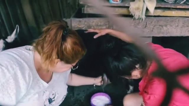 Будем заводить козу🐐. Учусь доить.