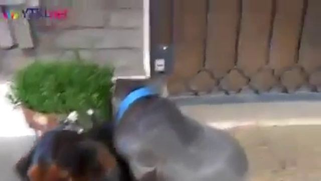 У собак есть совесть, а у людей? смотреть онлайн