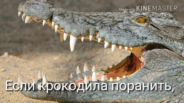 Бегемот против крокодила | кто сильнее? смотреть онлайн