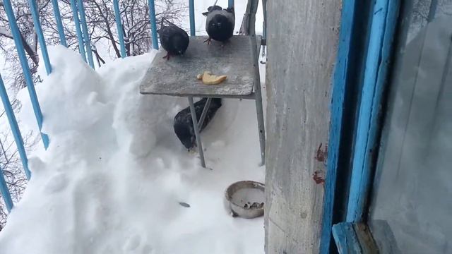 Спасли Голуба смотреть онлайн