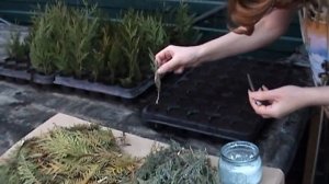 Черенкование хвойных растений зимой