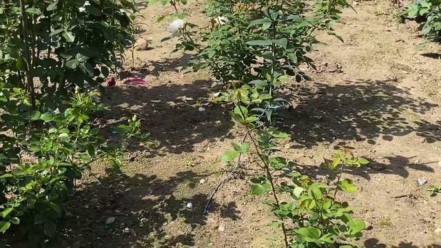 ЦВЕТЕНИЕ РОЗ 2021??. РОЗЫ-ПАДАБАЙКI??? и.....??? смотреть онлайн