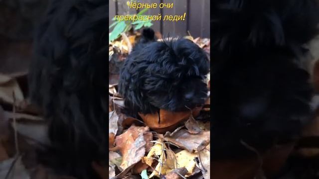 щенок русской цветной болонки, чёрный чертёнок ! смотреть онлайн