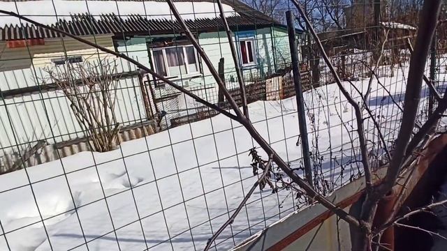 Как сформировать крону на молодом дереве. Слива (алыча) и ДЮК. Пару слов об обрезки вишни. смотреть онлайн