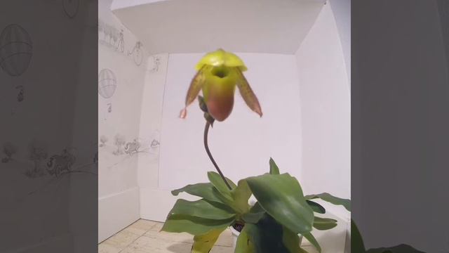 Paphiopedilum Pinocchio Time Lapse