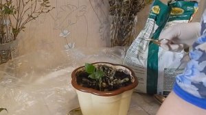 Диффенбахия. Как омолаживают диффенбахию?