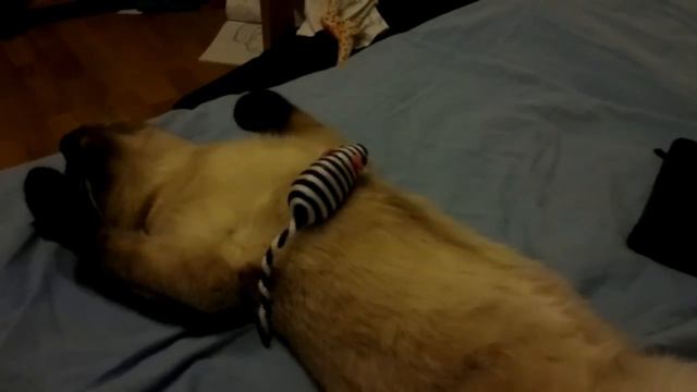 Tайский кот барсик смотреть онлайн