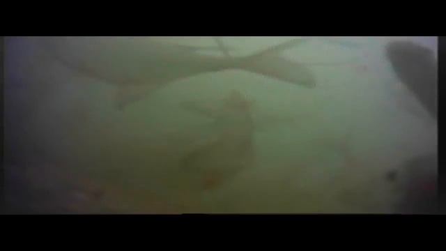 РЕЧКА КИПИТ ОТ РЫБЫ//НАШЕЛ ЯМКУ А ТАМ РЫБЫ ТЬМА ТЬМУЩАЯ//ВИДИМО НЕ ВИДИМО . смотреть онлайн