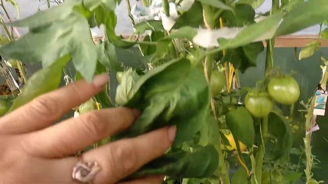 ОБЗОР СОРТА УДАЧА МОРЯКА | Томаты, Помидоры