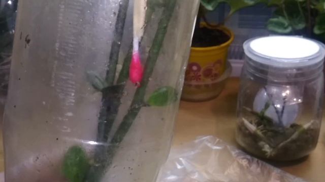 ДЕТКИ на срезанных цветоносах ФАЛЕНОПСИСОВ все таки РАСТУТ ???, ЭКСПЕРИМЕНТ продолжается! смотреть онлайн