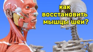 Деградация ременной мышцы шеи мешает крови течь в мозг. Поможет массаж глубокой шейной артерии