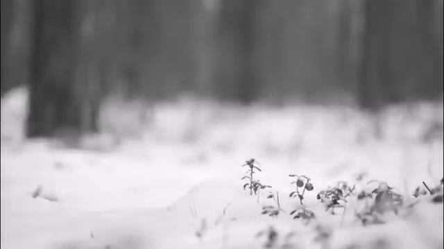 Варвара Визбор - Зима (Zimushka ) смотреть онлайн