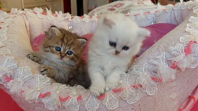 персидские котята смотреть онлайн