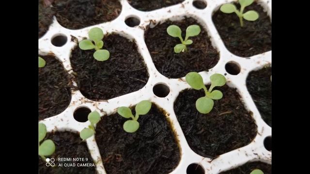 ПЕРВЫЕ ПОДКОРМКИ КУСТОВОЙ ПЕТУНИИ И ОТ ЧЕГО ОНИ ЗАВИСЯТ. смотреть онлайн