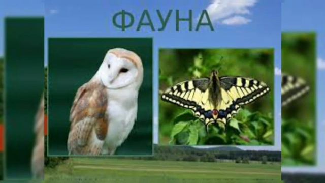 Географія 8 клас. Природний заповідник "Медобори". Практична робота/ Шумная семейка смотреть онлайн