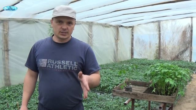РАССАДА ТОМАТОВ. ПРАВИЛЬНАЯ ПОДГОТОВКА К ВЫСАДКЕ смотреть онлайн