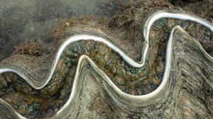 Гигантская тридакна