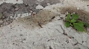 Топор СССР ЗТВ - Завод Труд Вача, с топорищем из термоясеня