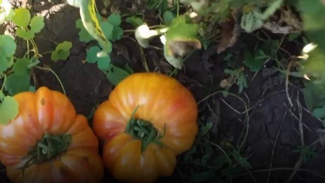 Томат _Ананасный поросёнок _ смотреть онлайн