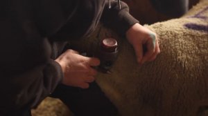 "Проглистовка" овец - важные моменты