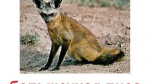 Животные хищникимедведи,волки,гиены звук