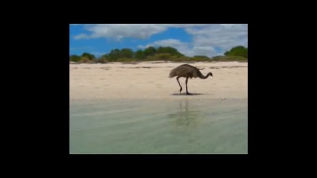 emu Эму — длинноногий пешеход смотреть онлайн