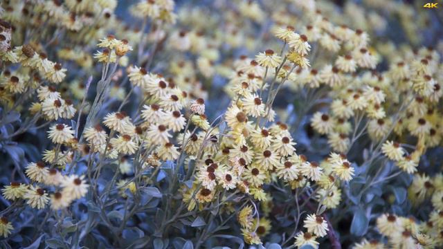 Blue Mountains (Australia) in Late Fall (May) - Botanic Garden in 4K смотреть онлайн