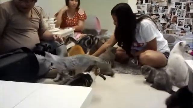 Kitty Cat Cafe in Bangkok. Как кормят кошек. смотреть онлайн