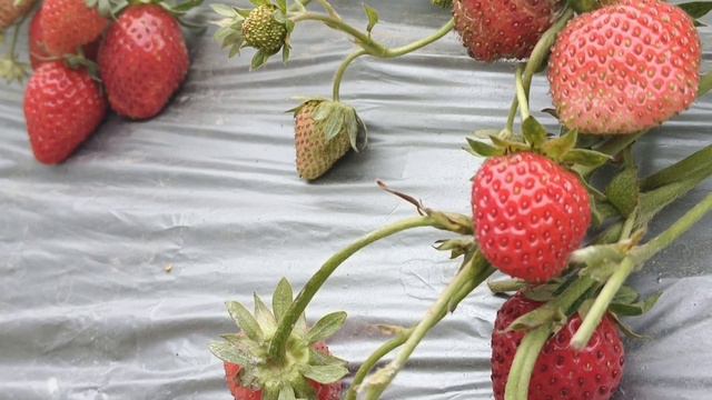KALAP‼️HONG KONG LONG PING TAI TONG STRAWBERRY FARM II MAKAN SEPUASNYA смотреть онлайн