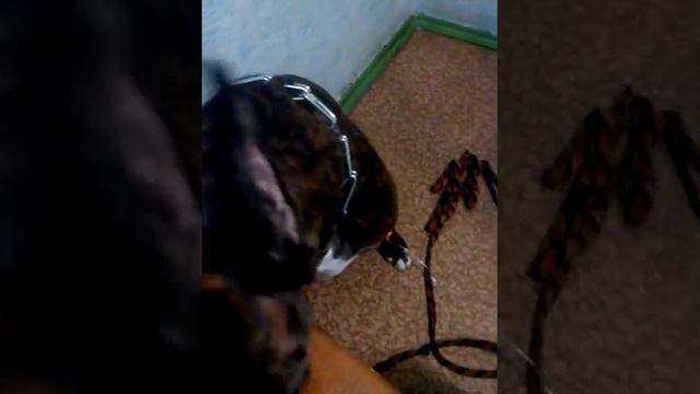 Фаня и капельница.. смотреть онлайн