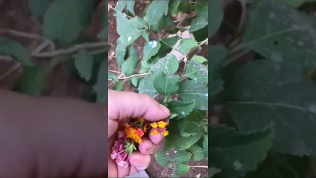 Lantana Mosquito Repellent with Leda Meredith. Www.ledameredith.com смотреть онлайн