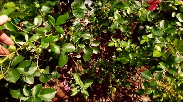 Розы из питомника "Прима-роза" - Как чувствуют себя розы на второй год жизни в нашем саду смотреть онлайн