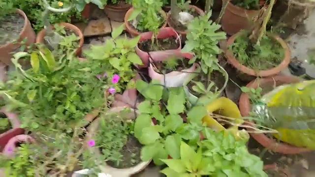 Updates on hibiscus and many other plants... смотреть онлайн