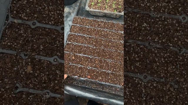 Цинерария гибридная. Цветущая.Перикаллис. Пикировка #теплица #цветы #цинерария #пересадка #пикировк смотреть онлайн