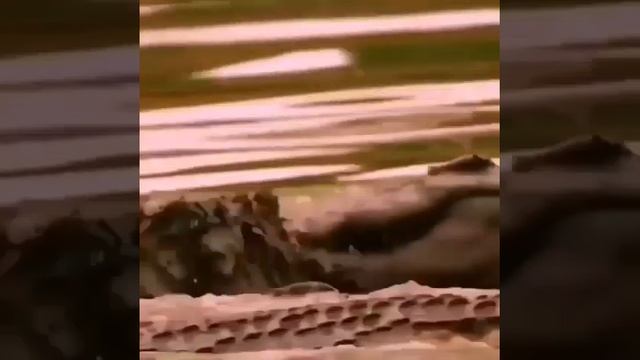 КРОКОДИЛ ПОЙМАЛ ГИЕНУ И ЗАТАЩИЛ ПОД ВОДУ. смотреть онлайн