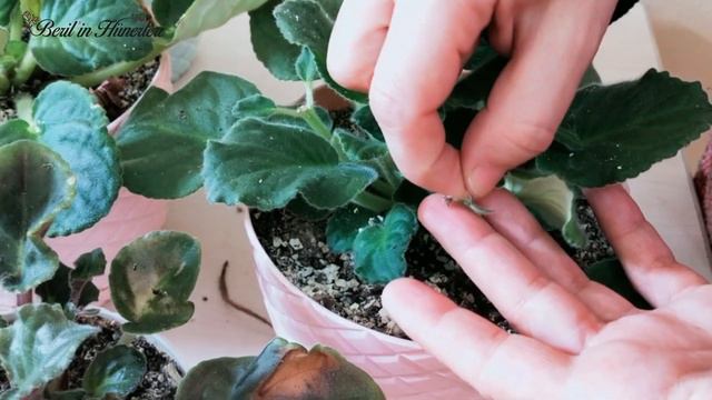 Menekşenin Bol Bol Çiçek Açması İçin Bunu Yapın / Menekşe Neden Çiçek Açmaz, Menekşe Coşturan Tarif