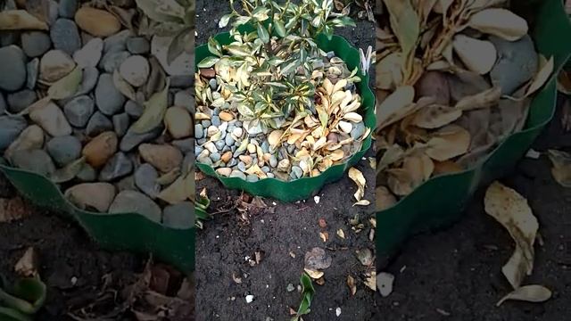 Бересклет Форчуна пестролистные, как вышли из зимовки...обзор. #каквышлииззимовки смотреть онлайн