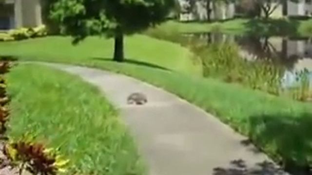 Кто сказал что черепахи медленные? Прикол! - Who said that turtles are slow? Joke! смотреть онлайн