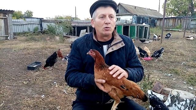 Синь синь дянь рыжая, отвечаю на вопрос подписчика. смотреть онлайн