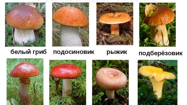 Просветительская лекция: «По грибы, по ягоды. Прогулка по лесу». смотреть онлайн