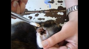 Болезни ушей у кроликов: лечение и профилактика