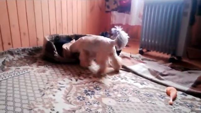 Щенки-йорики играют с мамой смотреть онлайн