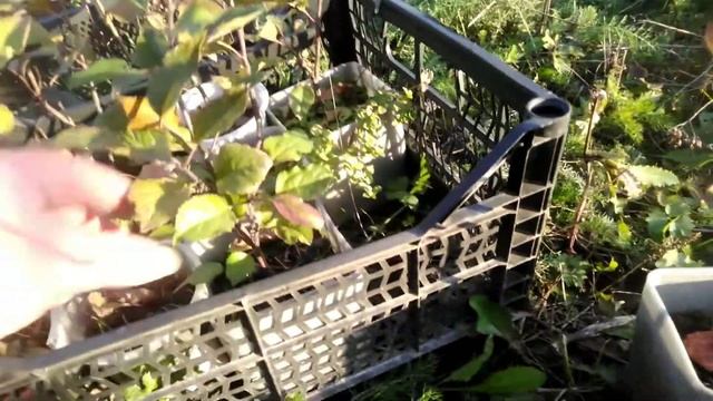 ⚫Яблони из семян | 2,5 года за 5 минут смотреть онлайн