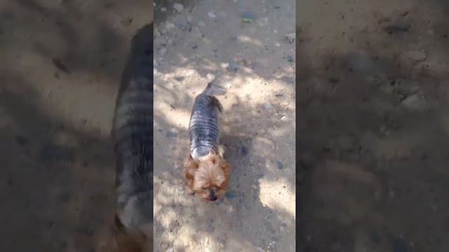 Чинзано Йоркширский терьер смотреть онлайн